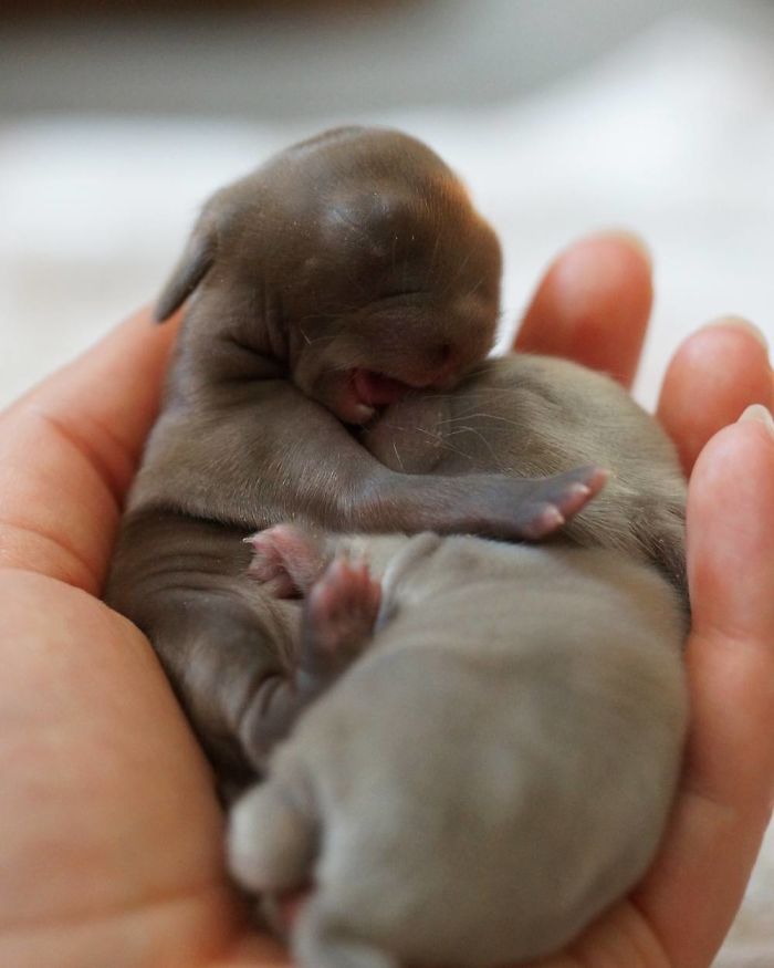 93 Handfulls Of Cute Baby Bunnies That Will Melt Your Heart 93 Handfulls Of Cute Baby Bunnies That Will Melt Your Heart