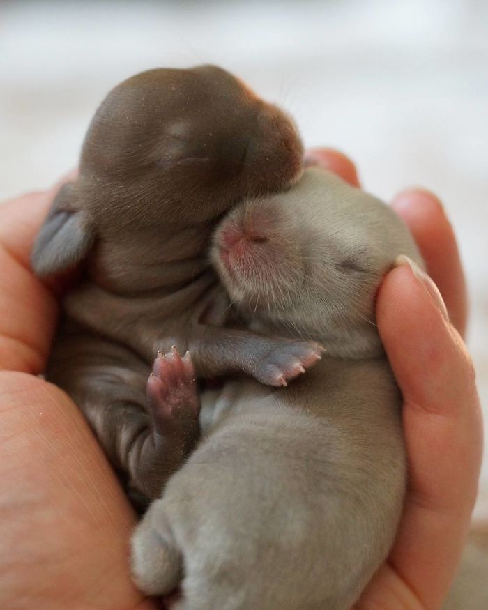 93 Handfulls Of Cute Baby Bunnies That Will Melt Your Heart 93 Handfulls Of Cute Baby Bunnies That Will Melt Your Heart