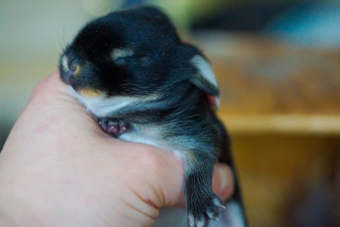 93 Handfulls Of Cute Baby Bunnies That Will Melt Your Heart 93 Handfulls Of Cute Baby Bunnies That Will Melt Your Heart