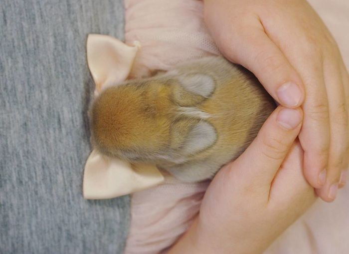 93 Handfulls Of Cute Baby Bunnies That Will Melt Your Heart 93 Handfulls Of Cute Baby Bunnies That Will Melt Your Heart