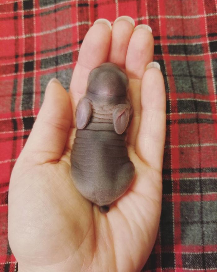 93 Handfulls Of Cute Baby Bunnies That Will Melt Your Heart 93 Handfulls Of Cute Baby Bunnies That Will Melt Your Heart