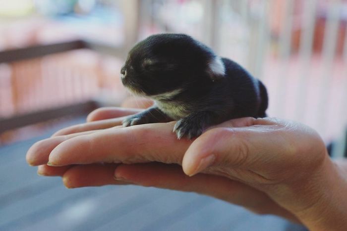 93 Handfulls Of Cute Baby Bunnies That Will Melt Your Heart 93 Handfulls Of Cute Baby Bunnies That Will Melt Your Heart