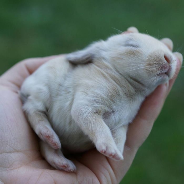 93 Handfulls Of Cute Baby Bunnies That Will Melt Your Heart 93 Handfulls Of Cute Baby Bunnies That Will Melt Your Heart