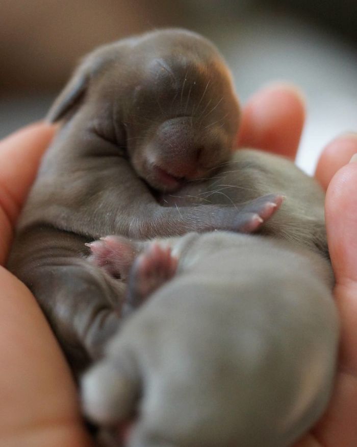 93 Handfulls Of Cute Baby Bunnies That Will Melt Your Heart 93 Handfulls Of Cute Baby Bunnies That Will Melt Your Heart
