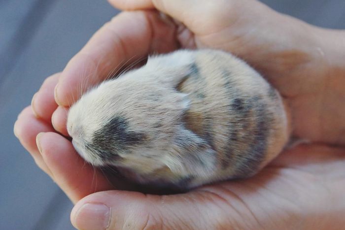 93 Handfulls Of Cute Baby Bunnies That Will Melt Your Heart 93 Handfulls Of Cute Baby Bunnies That Will Melt Your Heart