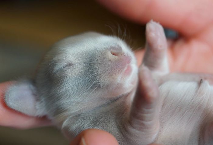 93 Handfulls Of Cute Baby Bunnies That Will Melt Your Heart 93 Handfulls Of Cute Baby Bunnies That Will Melt Your Heart