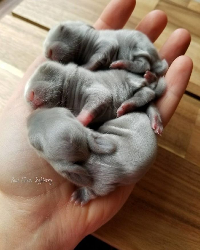 93 Handfulls Of Cute Baby Bunnies That Will Melt Your Heart 93 Handfulls Of Cute Baby Bunnies That Will Melt Your Heart
