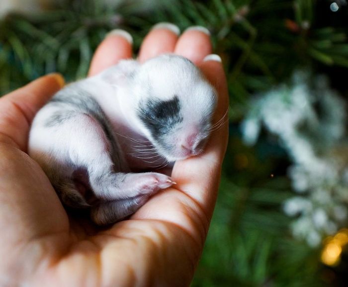 93 Handfulls Of Cute Baby Bunnies That Will Melt Your Heart 93 Handfulls Of Cute Baby Bunnies That Will Melt Your Heart