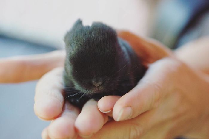 93 Handfulls Of Cute Baby Bunnies That Will Melt Your Heart 93 Handfulls Of Cute Baby Bunnies That Will Melt Your Heart