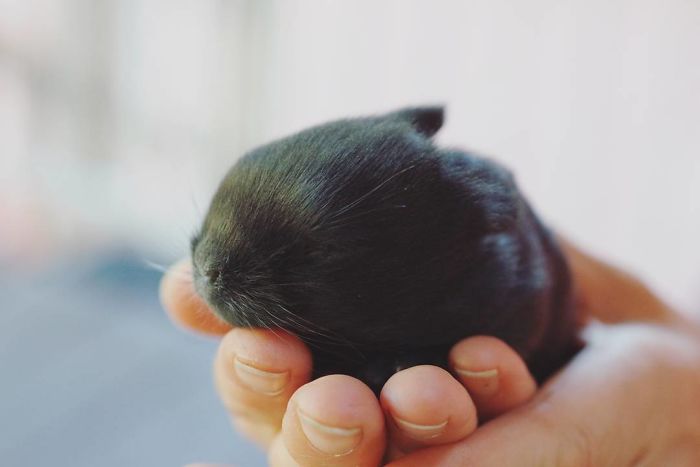 93 Handfulls Of Cute Baby Bunnies That Will Melt Your Heart 93 Handfulls Of Cute Baby Bunnies That Will Melt Your Heart