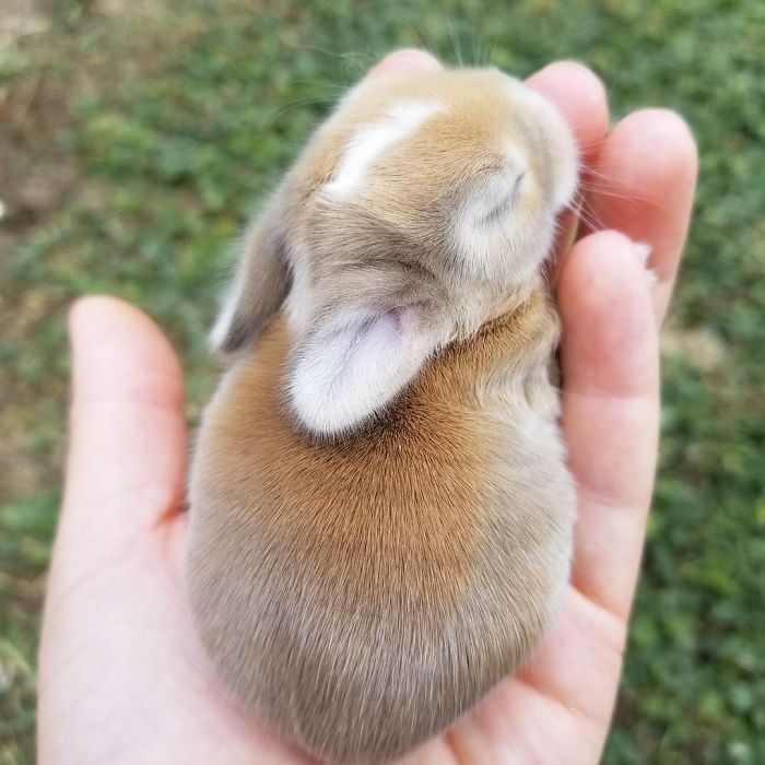 93 Handfulls Of Cute Baby Bunnies That Will Melt Your Heart 93 Handfulls Of Cute Baby Bunnies That Will Melt Your Heart