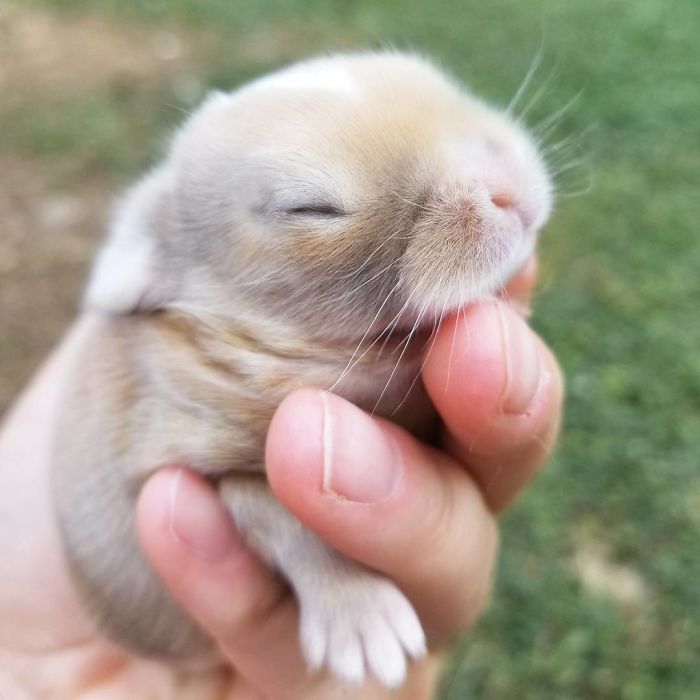 93 Handfulls Of Cute Baby Bunnies That Will Melt Your Heart 93 Handfulls Of Cute Baby Bunnies That Will Melt Your Heart