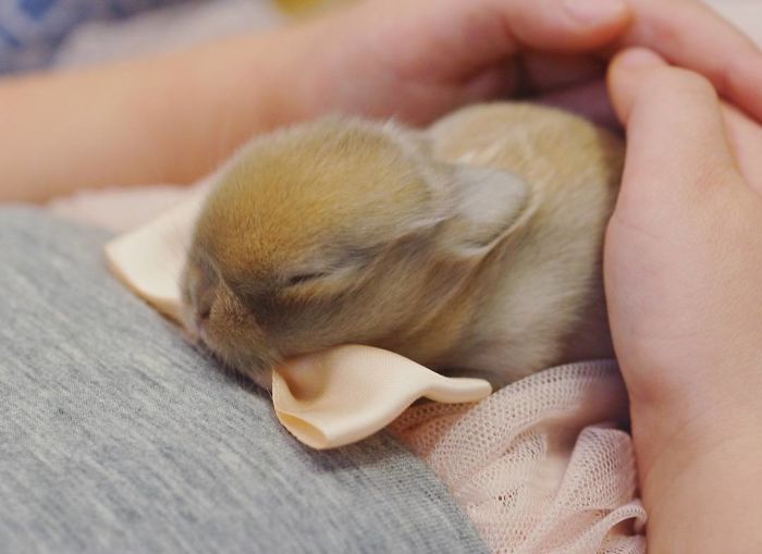 93 Handfulls Of Cute Baby Bunnies That Will Melt Your Heart 93 Handfulls Of Cute Baby Bunnies That Will Melt Your Heart