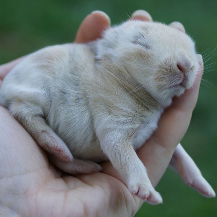 93 Handfulls Of Cute Baby Bunnies That Will Melt Your Heart 93 Handfulls Of Cute Baby Bunnies That Will Melt Your Heart