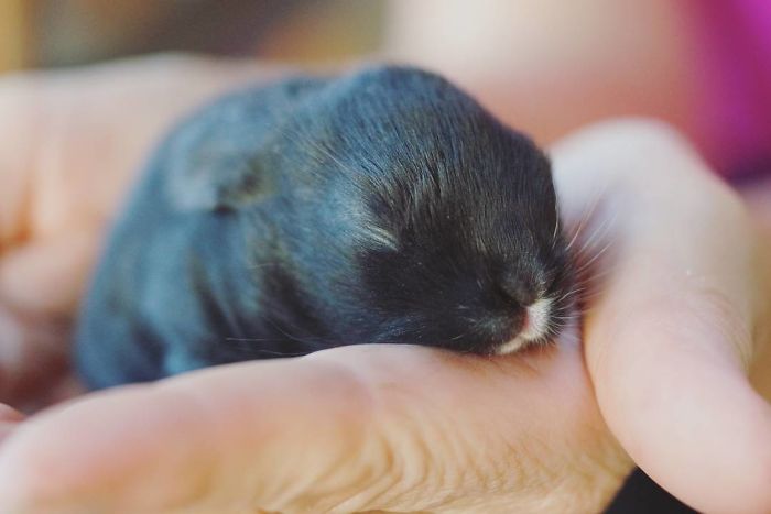 93 Handfulls Of Cute Baby Bunnies That Will Melt Your Heart 93 Handfulls Of Cute Baby Bunnies That Will Melt Your Heart