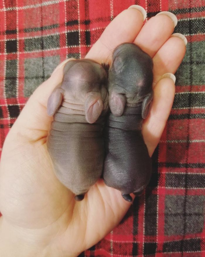 93 Handfulls Of Cute Baby Bunnies That Will Melt Your Heart 93 Handfulls Of Cute Baby Bunnies That Will Melt Your Heart