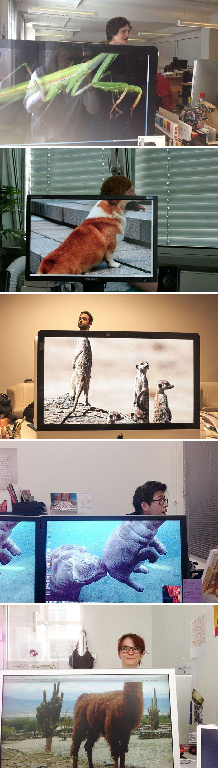 51 Hilariously Genius Desktop Wallpapers That Will Make You Look Twice 51 Hilariously Genius Desktop Wallpapers That Will Make You Look Twice