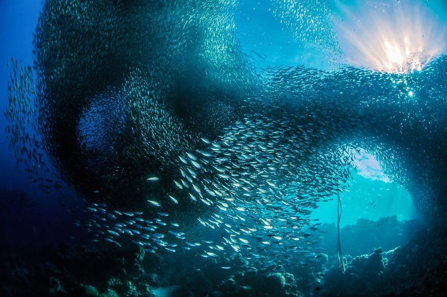 Finalists Of The 15th Smithsonian Photo Competition 2017 Have Been Announced, And They’re Stunning Finalists Of The 15th Smithsonian Photo Competition 2017 Have Been Announced, And They’re Stunning