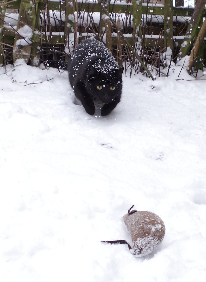 Our Neighbour’s Black Cat Came To Our Garden To Play, And Went Crazy In The Snow Our Neighbour’s Black Cat Came To Our Garden To Play, And Went Crazy In The Snow