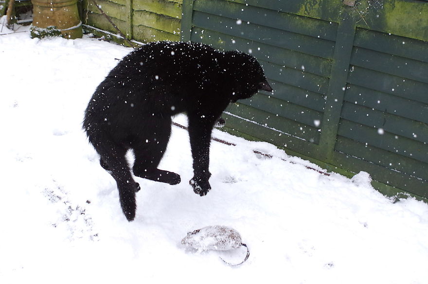 Our Neighbour’s Black Cat Came To Our Garden To Play, And Went Crazy In The Snow Our Neighbour’s Black Cat Came To Our Garden To Play, And Went Crazy In The Snow