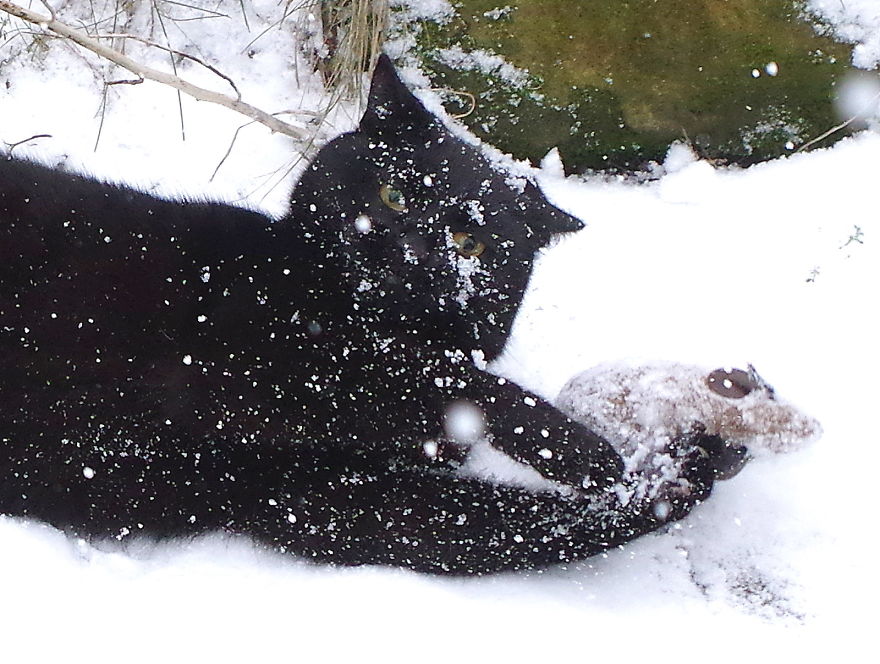 Our Neighbour’s Black Cat Came To Our Garden To Play, And Went Crazy In The Snow Our Neighbour’s Black Cat Came To Our Garden To Play, And Went Crazy In The Snow