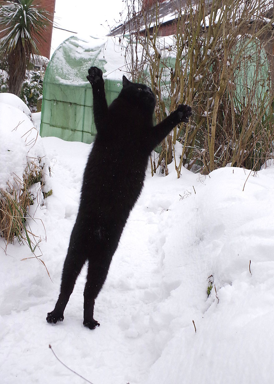 Our Neighbour’s Black Cat Came To Our Garden To Play, And Went Crazy In The Snow Our Neighbour’s Black Cat Came To Our Garden To Play, And Went Crazy In The Snow