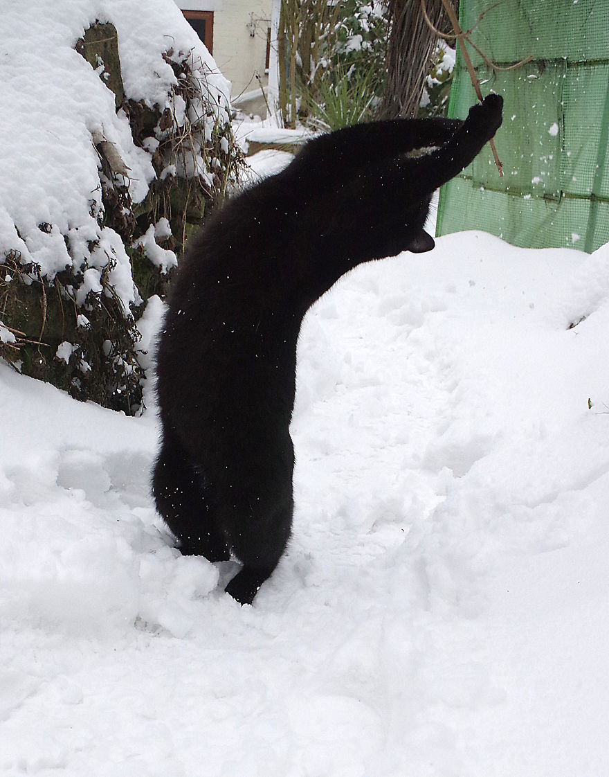 Our Neighbour’s Black Cat Came To Our Garden To Play, And Went Crazy In The Snow Our Neighbour’s Black Cat Came To Our Garden To Play, And Went Crazy In The Snow