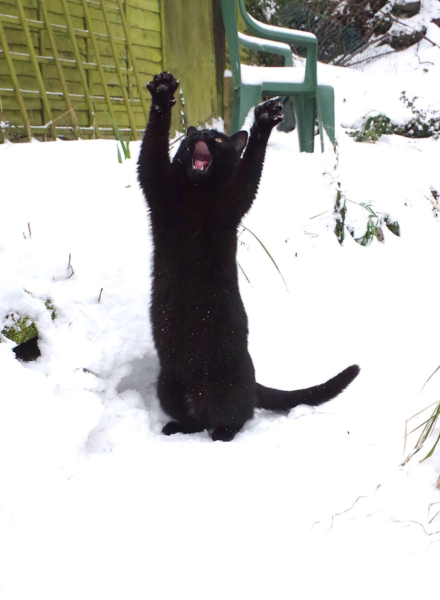 Our Neighbour’s Black Cat Came To Our Garden To Play, And Went Crazy In The Snow Our Neighbour’s Black Cat Came To Our Garden To Play, And Went Crazy In The Snow