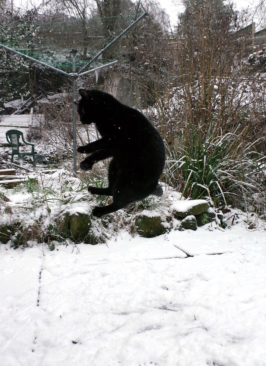 Our Neighbour’s Black Cat Came To Our Garden To Play, And Went Crazy In The Snow Our Neighbour’s Black Cat Came To Our Garden To Play, And Went Crazy In The Snow
