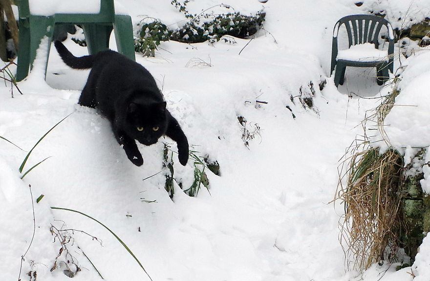 Our Neighbour’s Black Cat Came To Our Garden To Play, And Went Crazy In The Snow Our Neighbour’s Black Cat Came To Our Garden To Play, And Went Crazy In The Snow