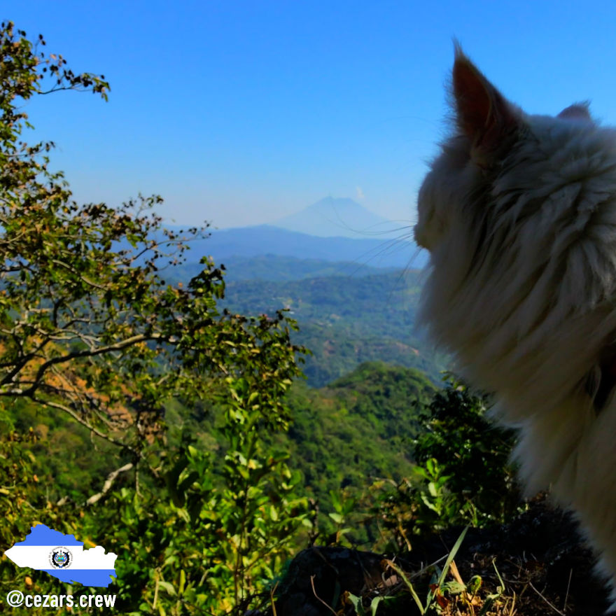 This Traveling Cat Deserves Way More Attention This Traveling Cat Deserves Way More Attention