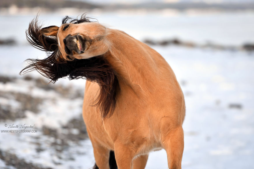 If DreamWorks’ Spirit: Stallion Of The Cimarron Moved To Norway If DreamWorks’ Spirit: Stallion Of The Cimarron Moved To Norway