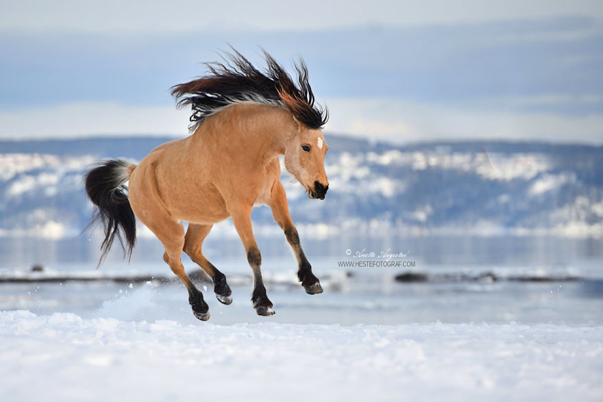 If DreamWorks’ Spirit: Stallion Of The Cimarron Moved To Norway If DreamWorks’ Spirit: Stallion Of The Cimarron Moved To Norway