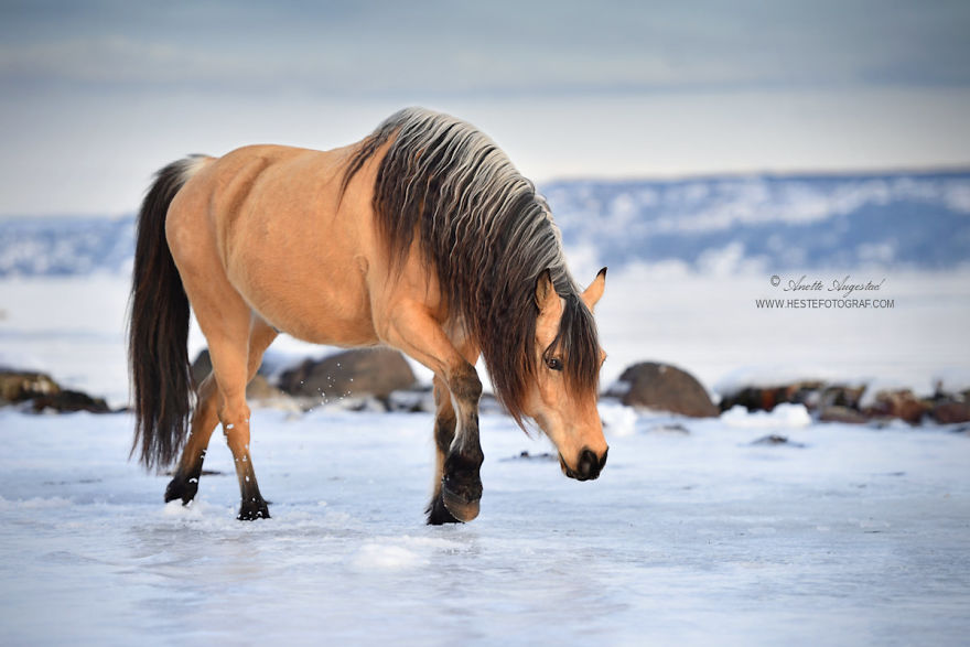 If DreamWorks’ Spirit: Stallion Of The Cimarron Moved To Norway If DreamWorks’ Spirit: Stallion Of The Cimarron Moved To Norway