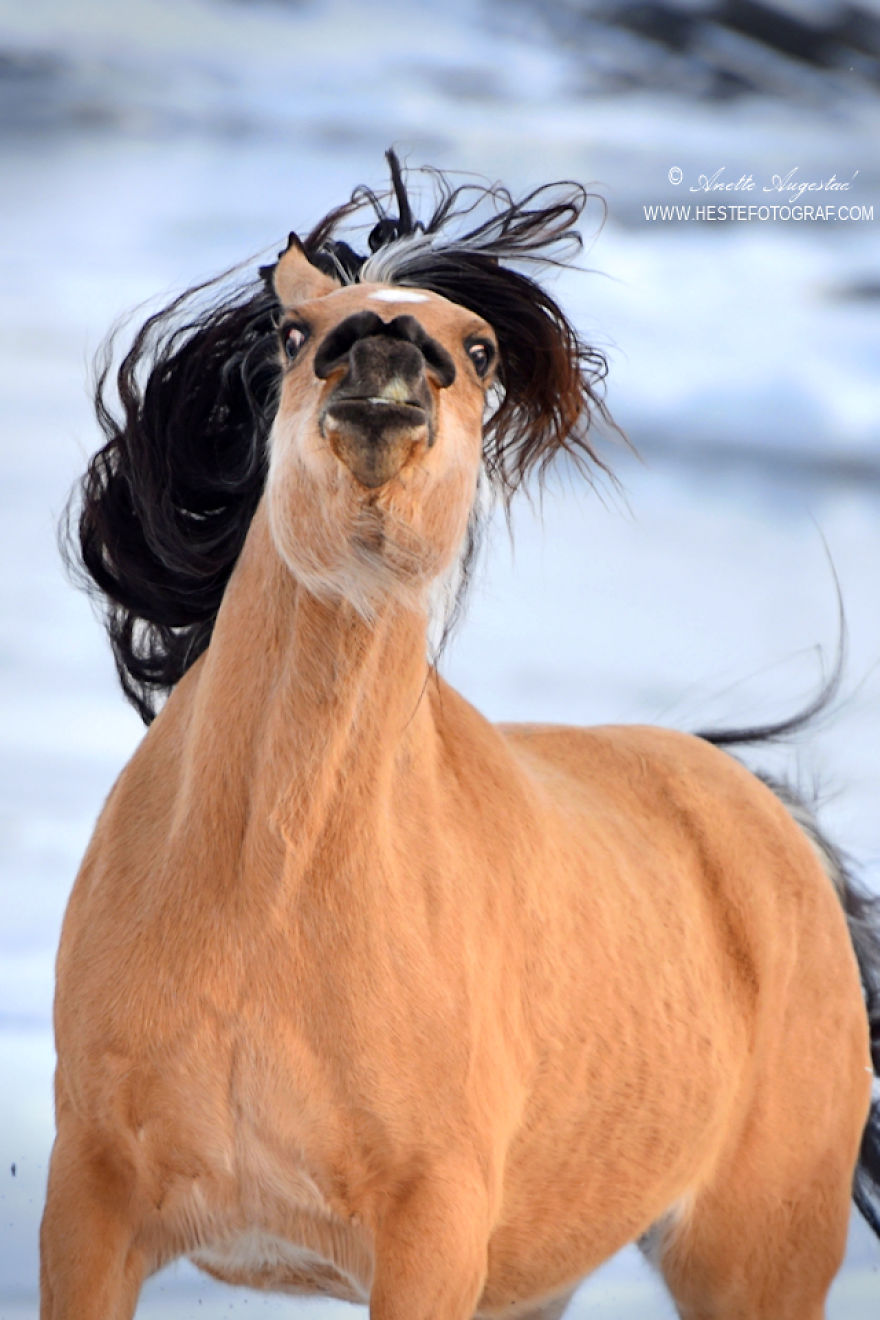 If DreamWorks’ Spirit: Stallion Of The Cimarron Moved To Norway If DreamWorks’ Spirit: Stallion Of The Cimarron Moved To Norway