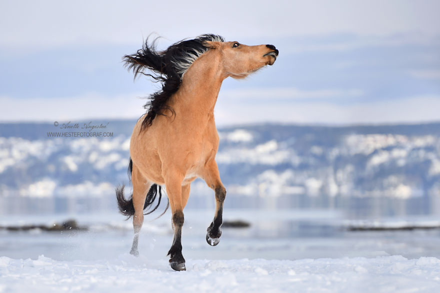 If DreamWorks’ Spirit: Stallion Of The Cimarron Moved To Norway If DreamWorks’ Spirit: Stallion Of The Cimarron Moved To Norway