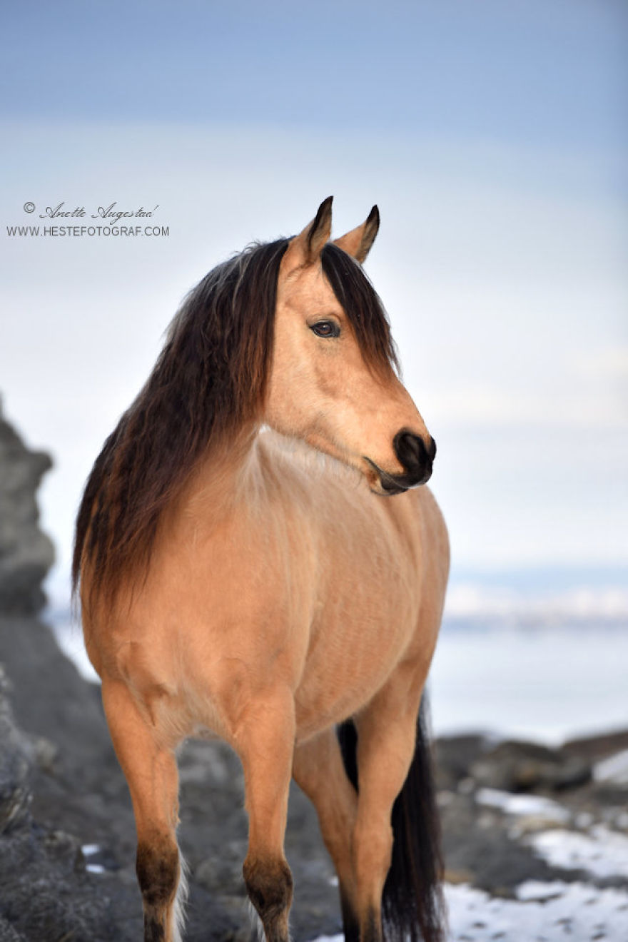 If DreamWorks’ Spirit: Stallion Of The Cimarron Moved To Norway If DreamWorks’ Spirit: Stallion Of The Cimarron Moved To Norway