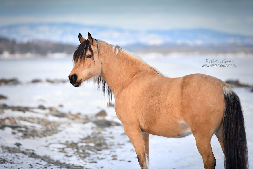 If DreamWorks’ Spirit: Stallion Of The Cimarron Moved To Norway If DreamWorks’ Spirit: Stallion Of The Cimarron Moved To Norway