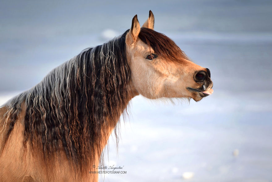 If DreamWorks’ Spirit: Stallion Of The Cimarron Moved To Norway If DreamWorks’ Spirit: Stallion Of The Cimarron Moved To Norway