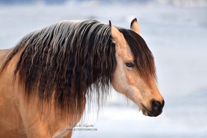 If DreamWorks’ Spirit: Stallion Of The Cimarron Moved To Norway If DreamWorks’ Spirit: Stallion Of The Cimarron Moved To Norway