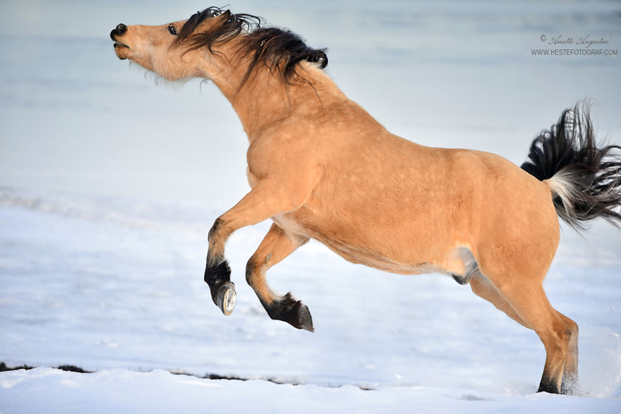 If DreamWorks’ Spirit: Stallion Of The Cimarron Moved To Norway If DreamWorks’ Spirit: Stallion Of The Cimarron Moved To Norway