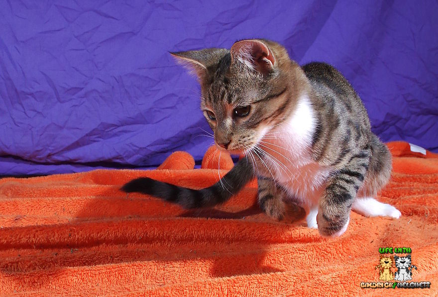 The Way Of Edmund The Way Of Edmund