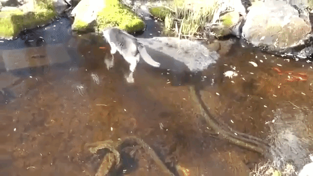 Cat “Walks” On The Water When Trying To Hunt A Fish And The Result Is Hilarious Cat “Walks” On The Water When Trying To Hunt A Fish And The Result Is Hilarious