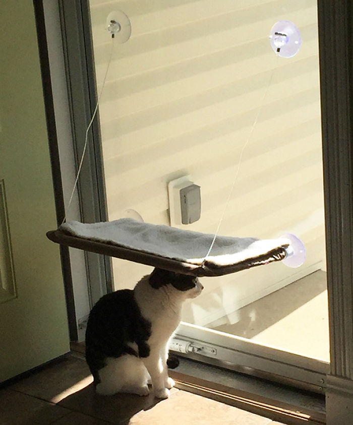 50 Pics Of Cats Using Your Carefully Chosen Gifts 50 Pics Of Cats Using Your Carefully Chosen Gifts