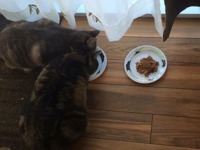 50 Pics Of Cats Using Your Carefully Chosen Gifts 50 Pics Of Cats Using Your Carefully Chosen Gifts