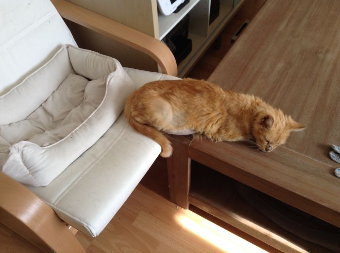 50 Pics Of Cats Using Your Carefully Chosen Gifts 50 Pics Of Cats Using Your Carefully Chosen Gifts