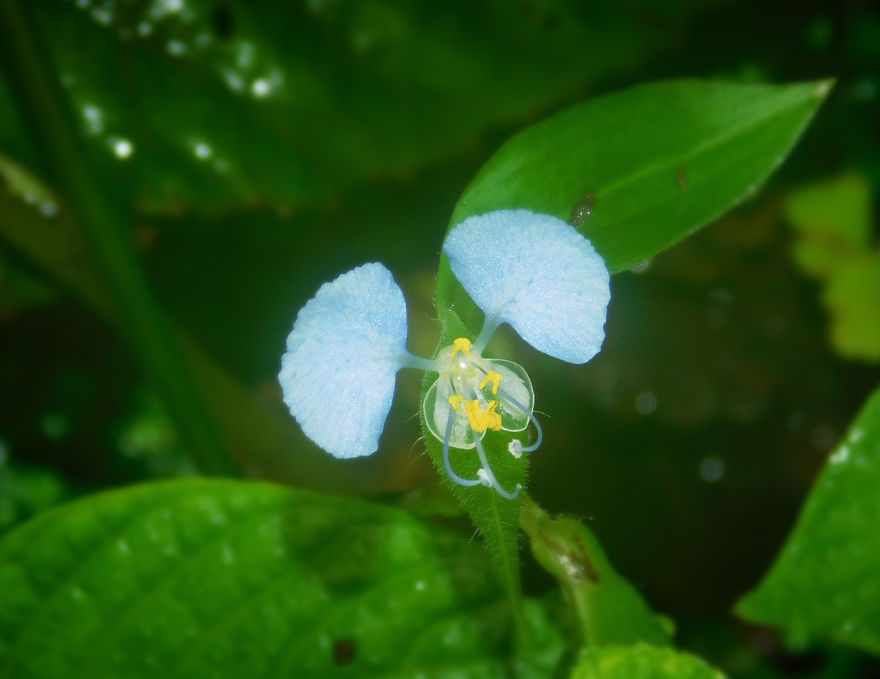 My Macro Photography Tour To Amboli