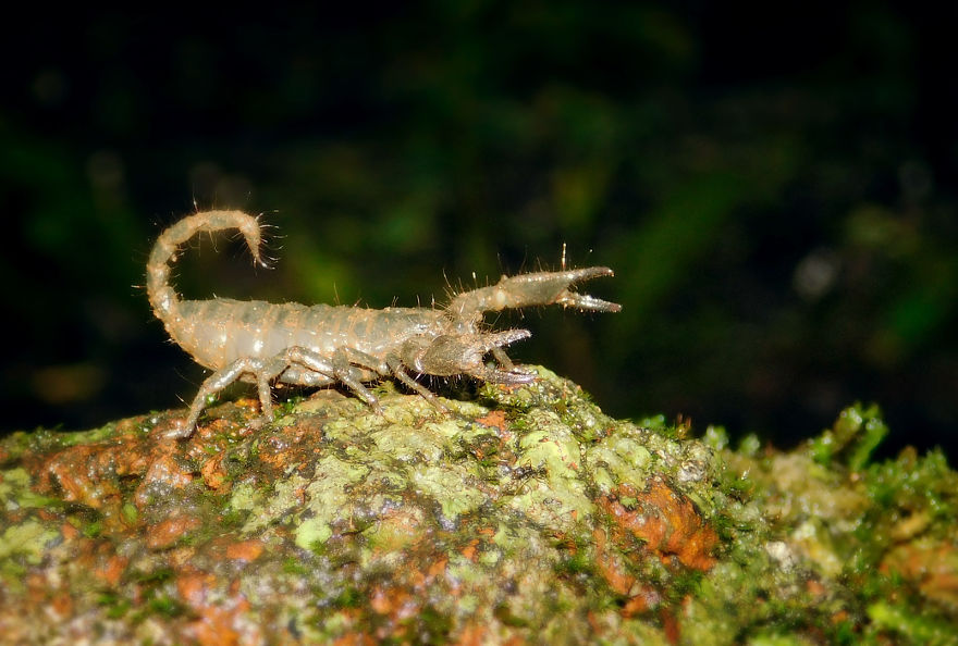 My Macro Photography Tour To Amboli