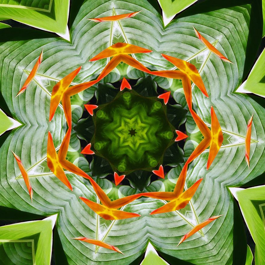 Heliconia Mandala