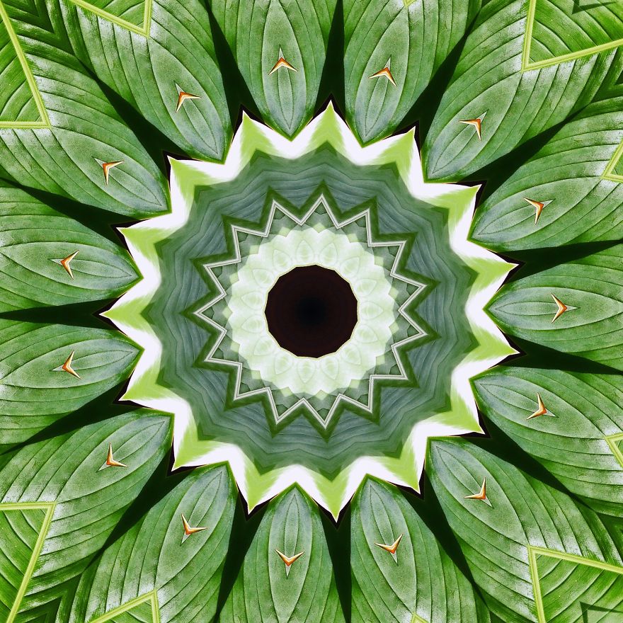 Heliconia Mandala
